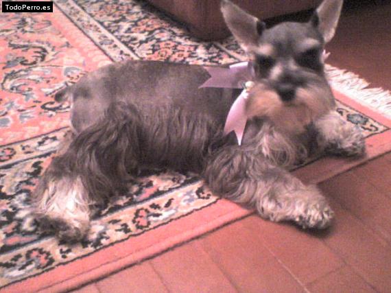 La foto del perro