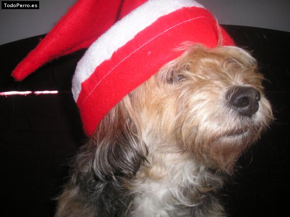La foto del perro