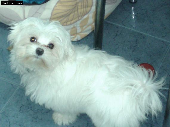 La foto del perro