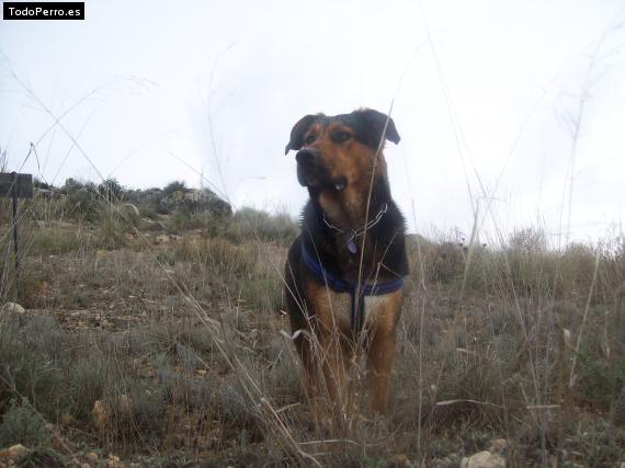 La foto del perro