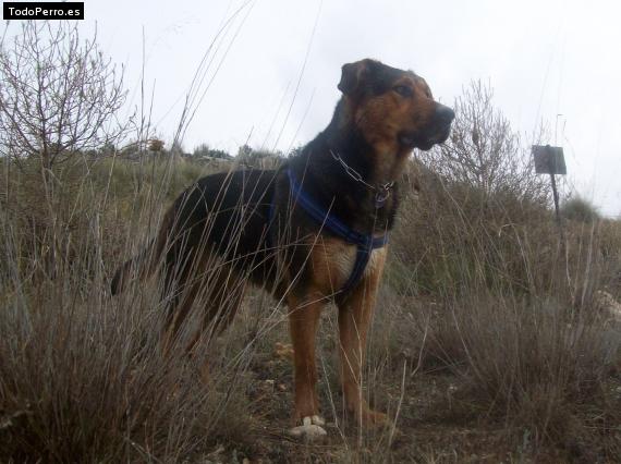 La foto del perro