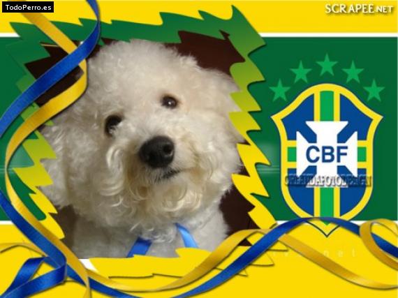 La foto del perro