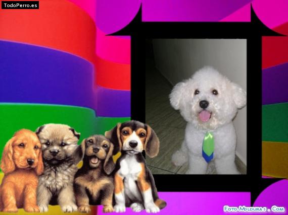 La foto del perro