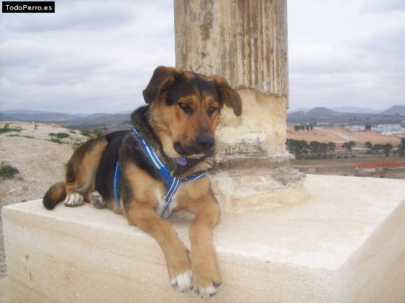 La foto del perro