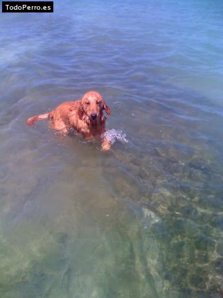 La foto del perro