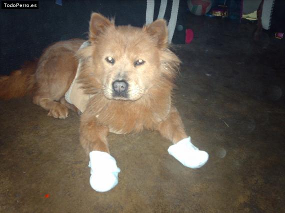La foto del perro