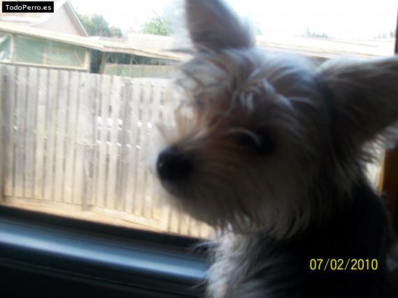 La foto del perro