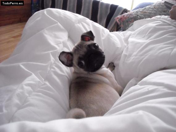 La foto del perro