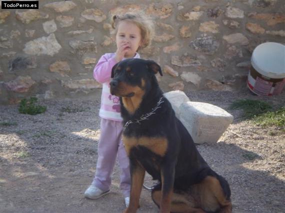 La foto del perro