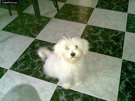 La foto del perro