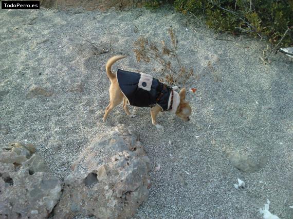 La foto del perro
