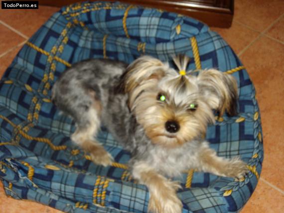 La foto del perro