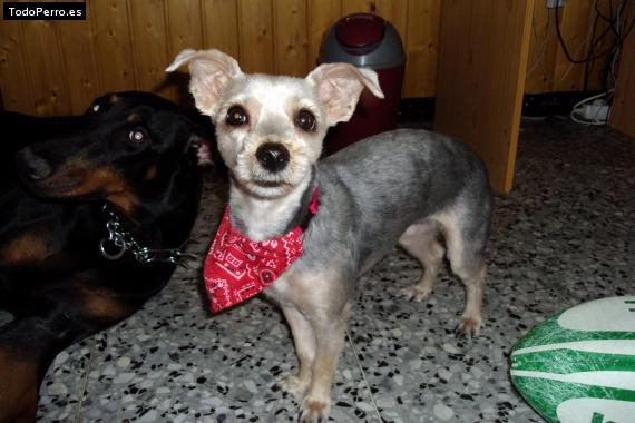 La foto del perro