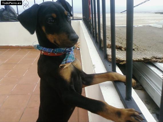 La foto del perro