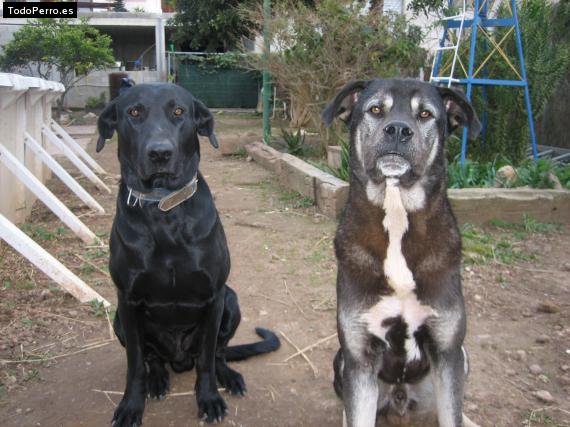 La foto del perro