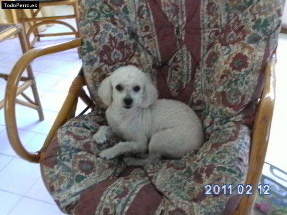 La foto del perro