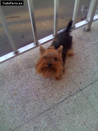 La foto del perro