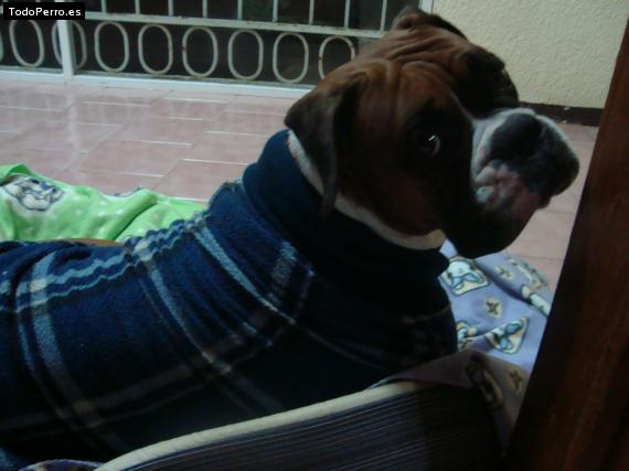 La foto del perro