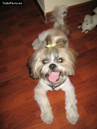 La foto del perro