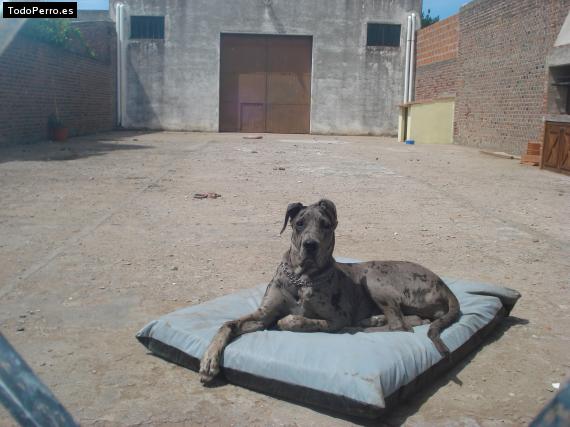 La foto del perro