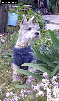 La foto del perro