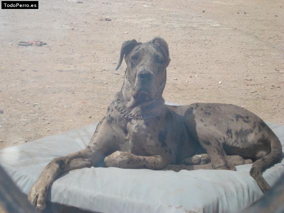 La foto del perro