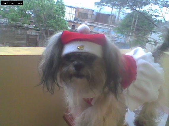 La foto del perro