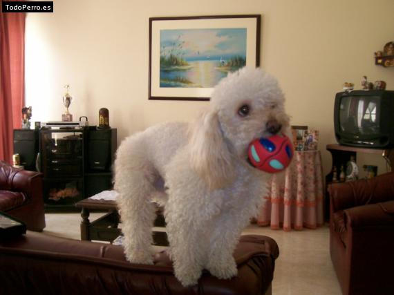 La foto del perro
