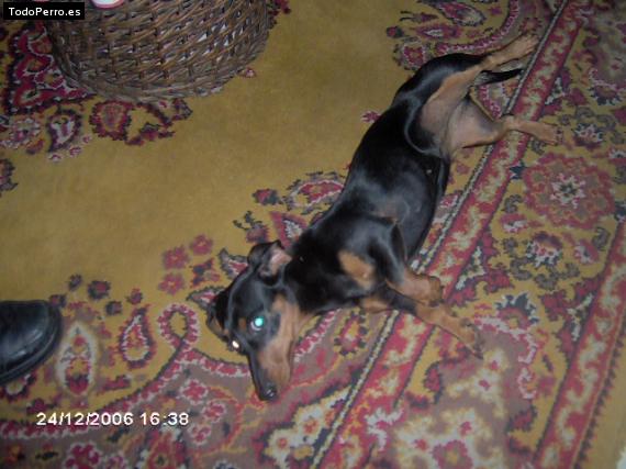 Foto del perro Wanda