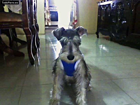 La foto del perro
