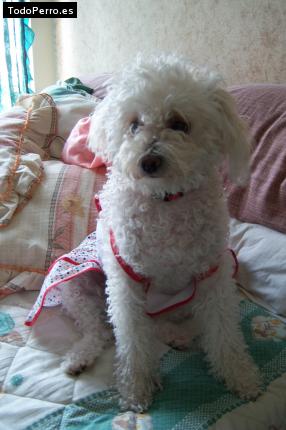 La foto del perro