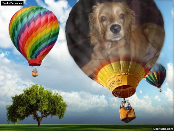 La foto del perro