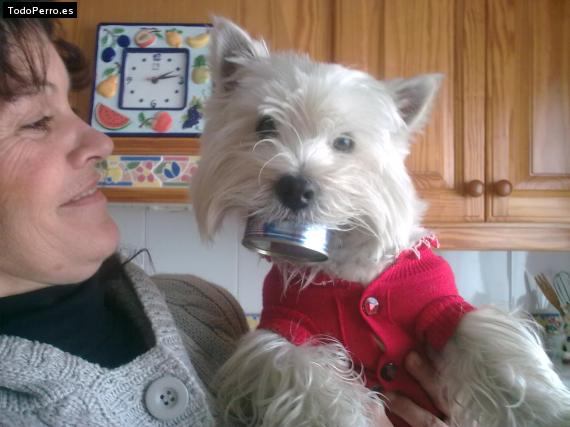 La foto del perro