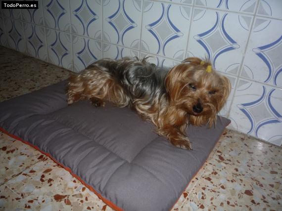 La foto del perro