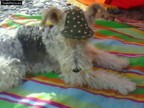 La foto del perro