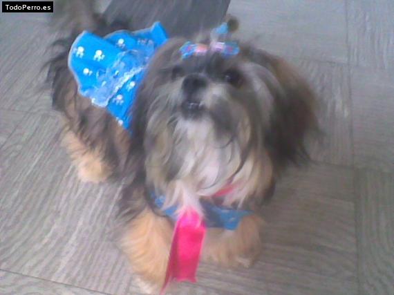 La foto del perro