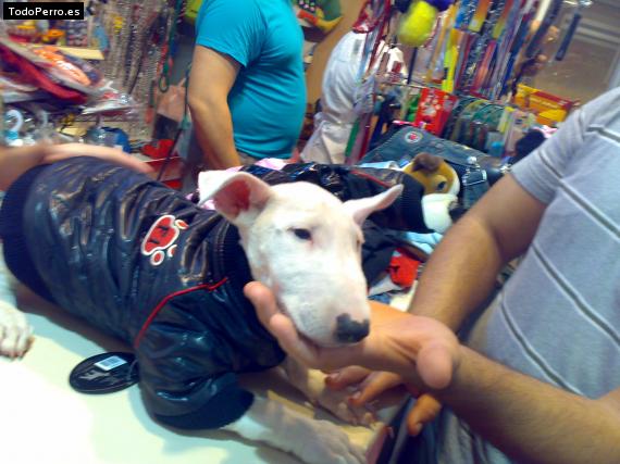 La foto del perro
