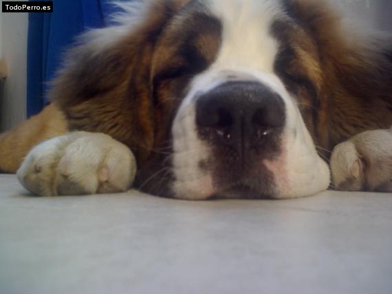 La foto del perro