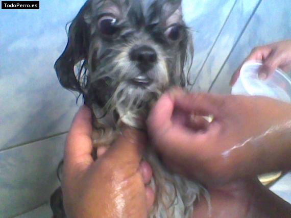 La foto del perro