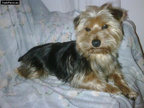 La foto del perro