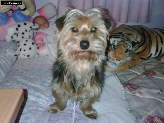 La foto del perro