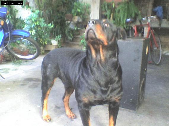 La foto del perro