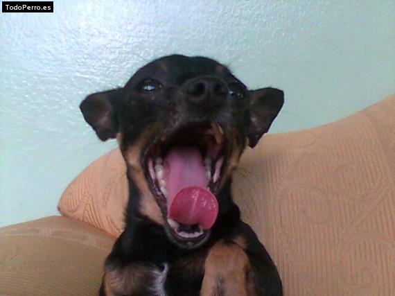 La foto del perro