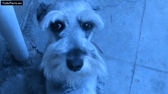 La foto del perro