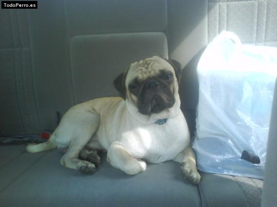 La foto del perro