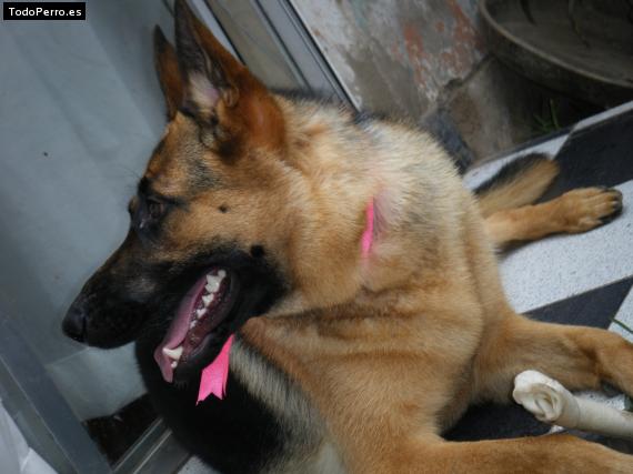 La foto del perro
