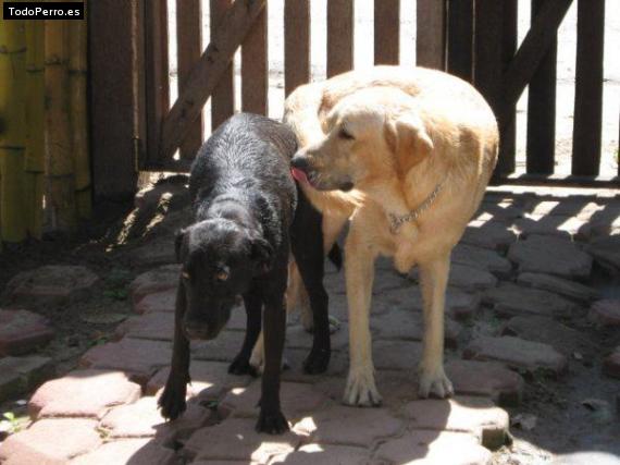 La foto del perro