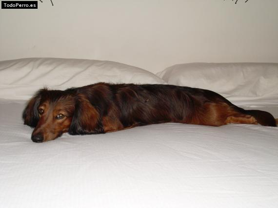La foto del perro