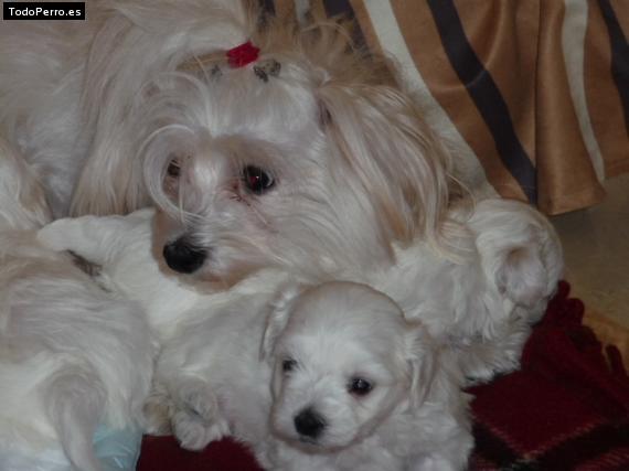 La foto del perro