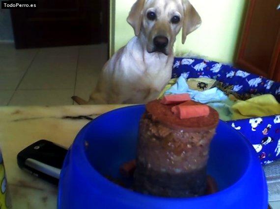 La foto del perro